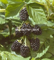 Rubus fruticosus 'Jumbo'
