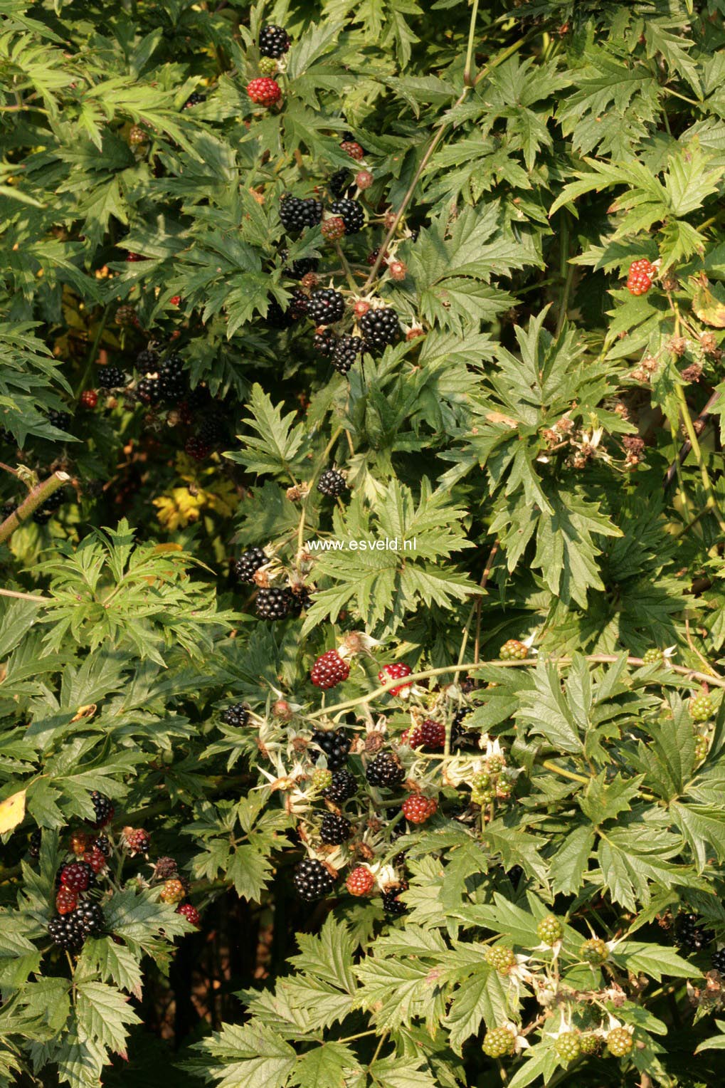 Rubus fruticosus 'Thornless Evergreen'