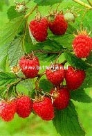 Rubus idaeus 'Glen Clova' Rubus idaeus 'Glen Clova'