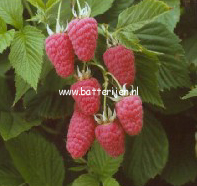 Rubus idaeus 'Glen Moy'