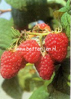 Rubus idaeus 'Malling Delight' Rubus idaeus 'Malling Delight'