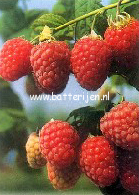 Rubus idaeus 'Malling Exploit' Rubus idaeus 'Malling Exploit'