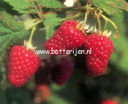 Rubus idaeus 'Marwe' Rubus idaeus 'Marwe'