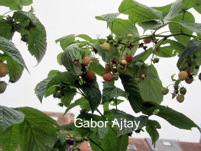 Rubus idaeus 'Tulameen'