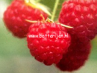 Rubus idaeus 'Zeva Herbsternte'