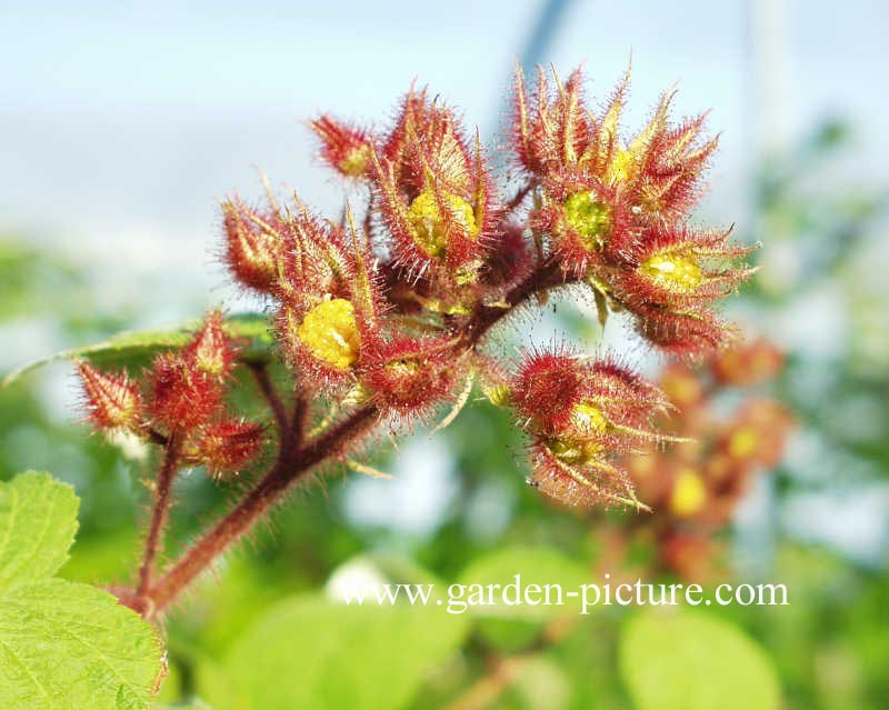 Rubus loganobaccus 'Tayberry'