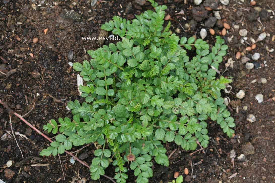 Rubus taiwanicola (30919)