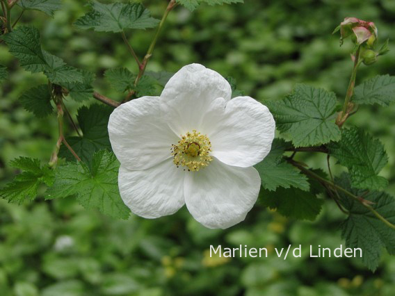 Rubus tridel 'Benenden'
