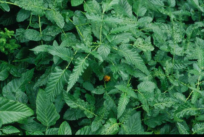 Rubus xanthocarpus