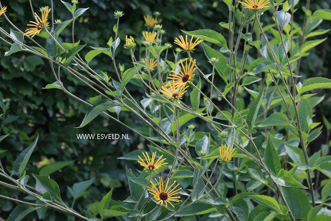 Rudbeckia subtomentosa
