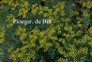 Ruta graveolens 'Jackman's Blue' Ruta graveolens 'Jackman's Blue'