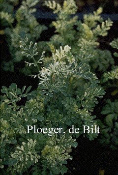 Ruta graveolens 'Variegata'