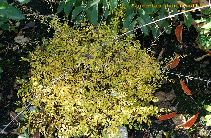 Sageretia paucicostata (79272)