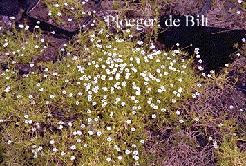 Sagina subulata 'Aurea'