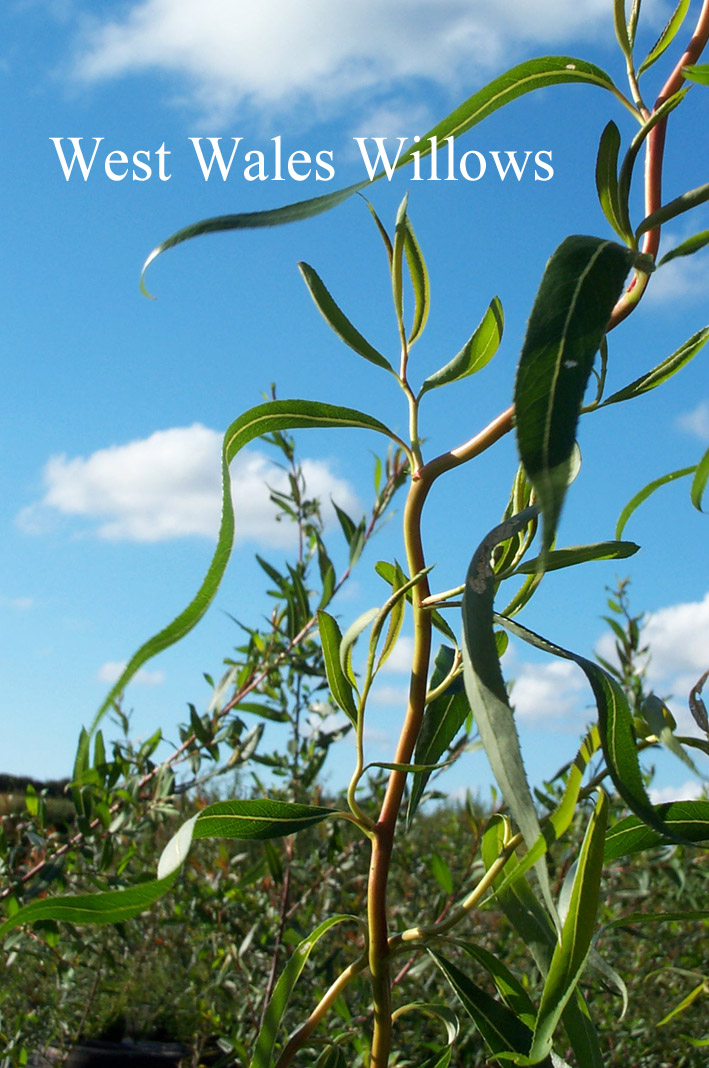 Salix 'Caradoc'