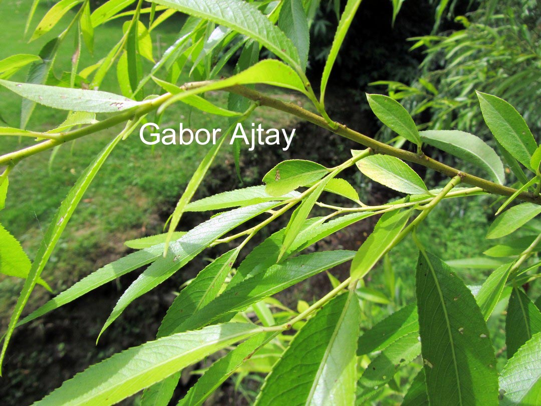 Salix alba 'Aurea' (55920)