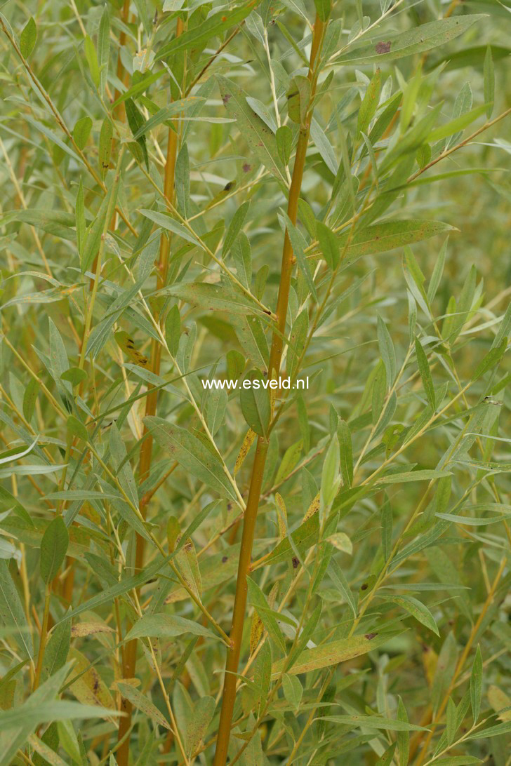 Salix alba 'Golden Ness' (64469)
