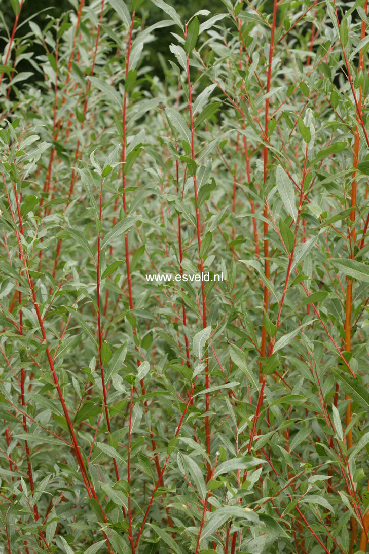 Salix alba 'Yelverton'