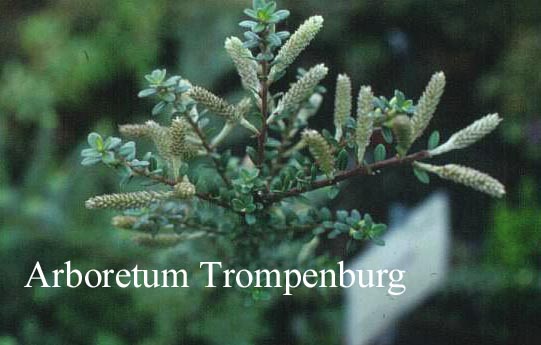 Salix bockii Salix bockii