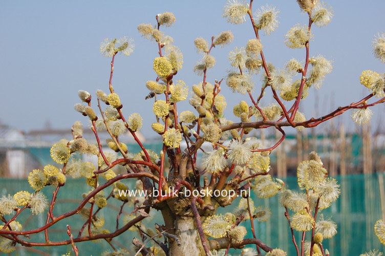 Salix caprea 'Curly Locks'