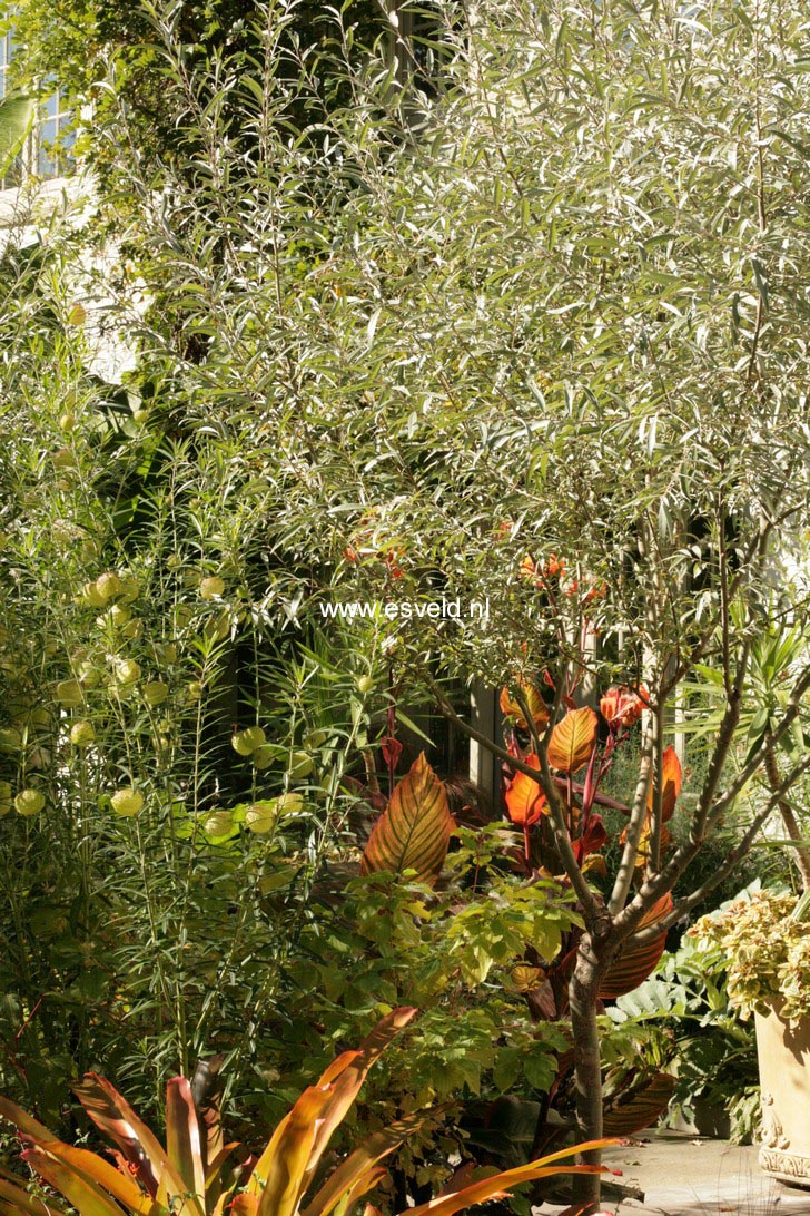 Salix elaeagnos
