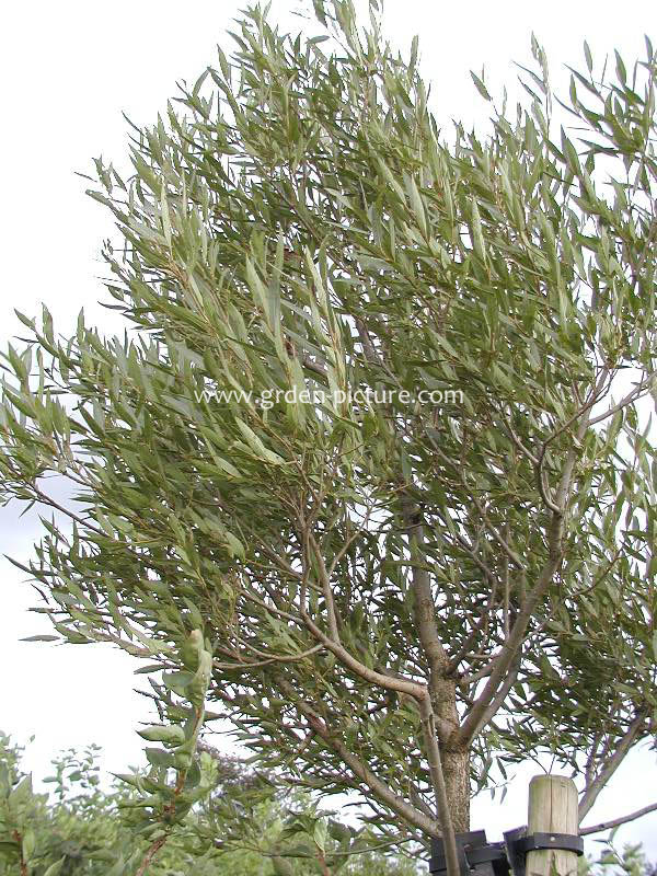 Salix fragilis 'Bullata' (58016)