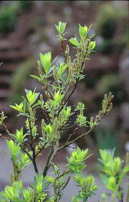 Salix glabra (91550)