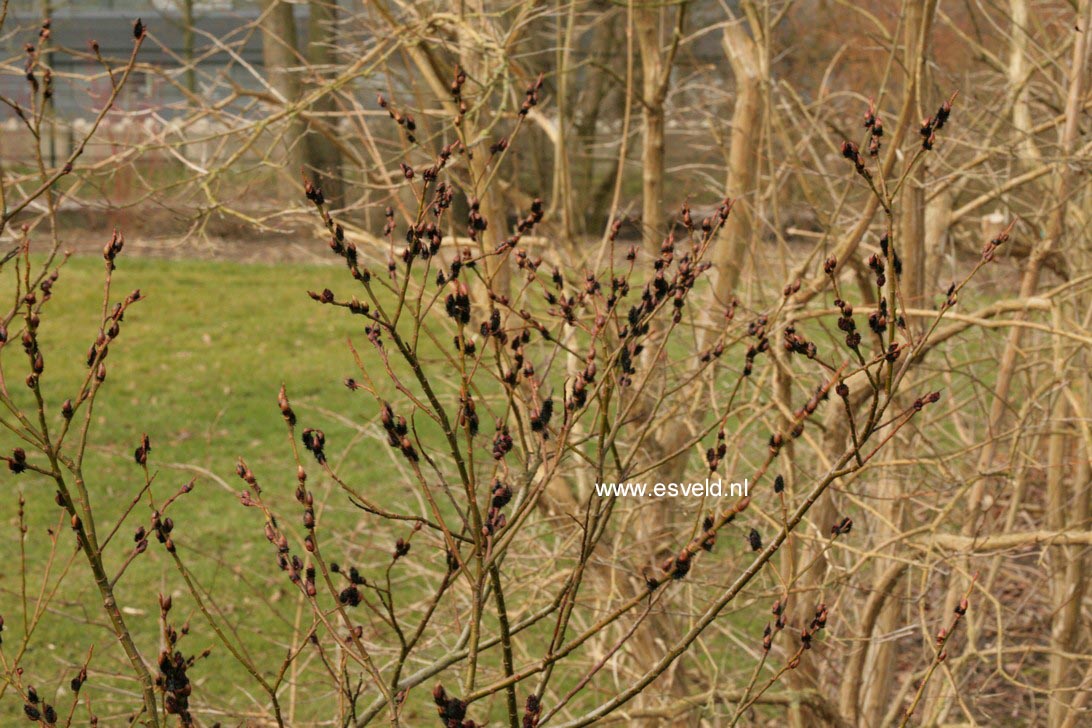 Salix gracilistyla 'Melanostachys'
