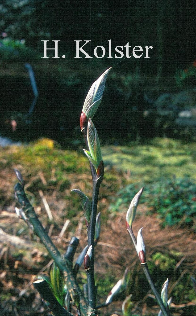 Salix moupinensis
