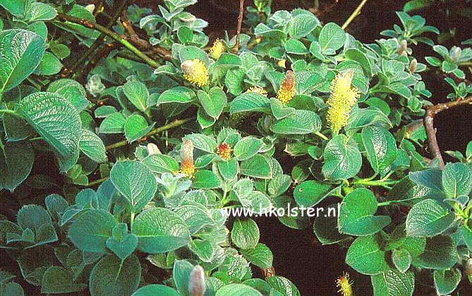 Salix nakamurana yezoalpina