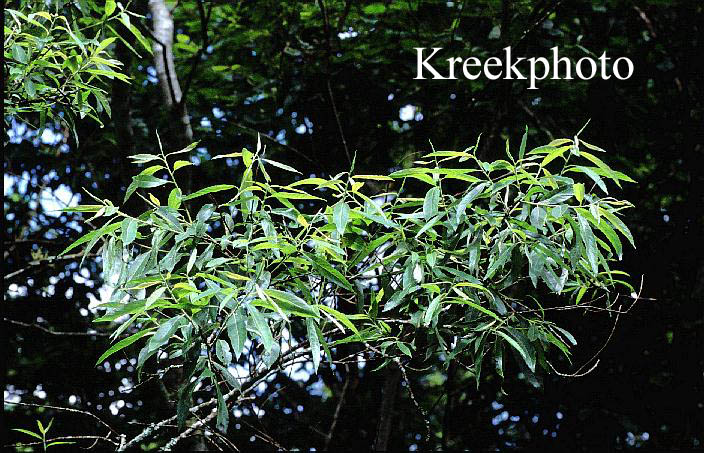 Salix nigra (92284)