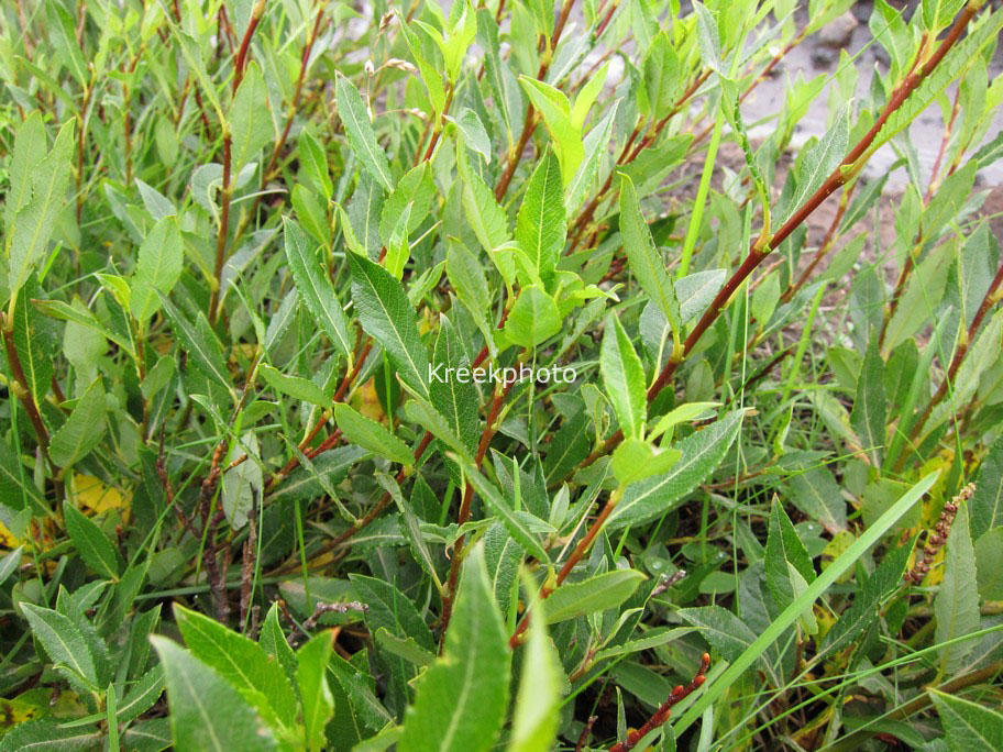 Salix phylicifolia