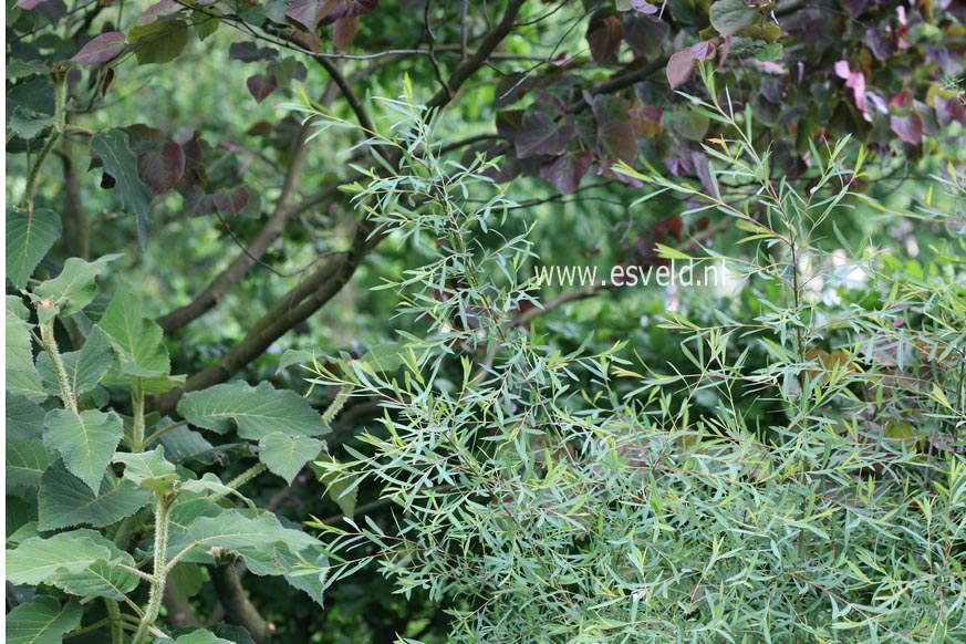 Salix purpurea 'Nancy Saunders'
