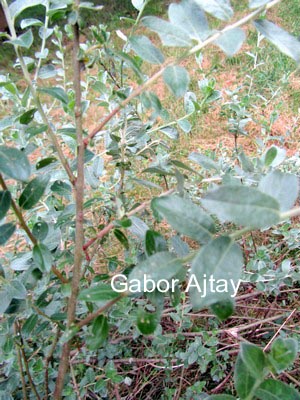 Salix repens 'Boyd's Pendulous'