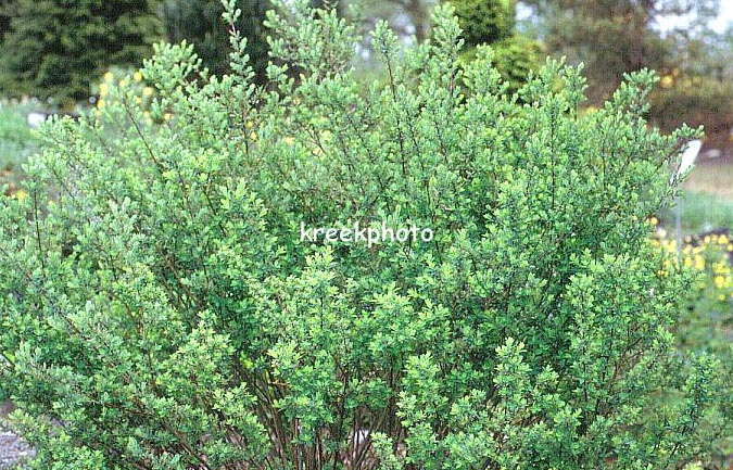 Salix simulatrix