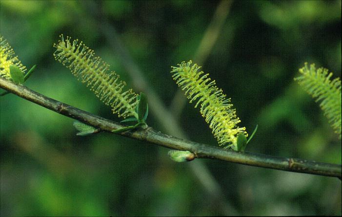 Salix triandra 'Semperflorens'