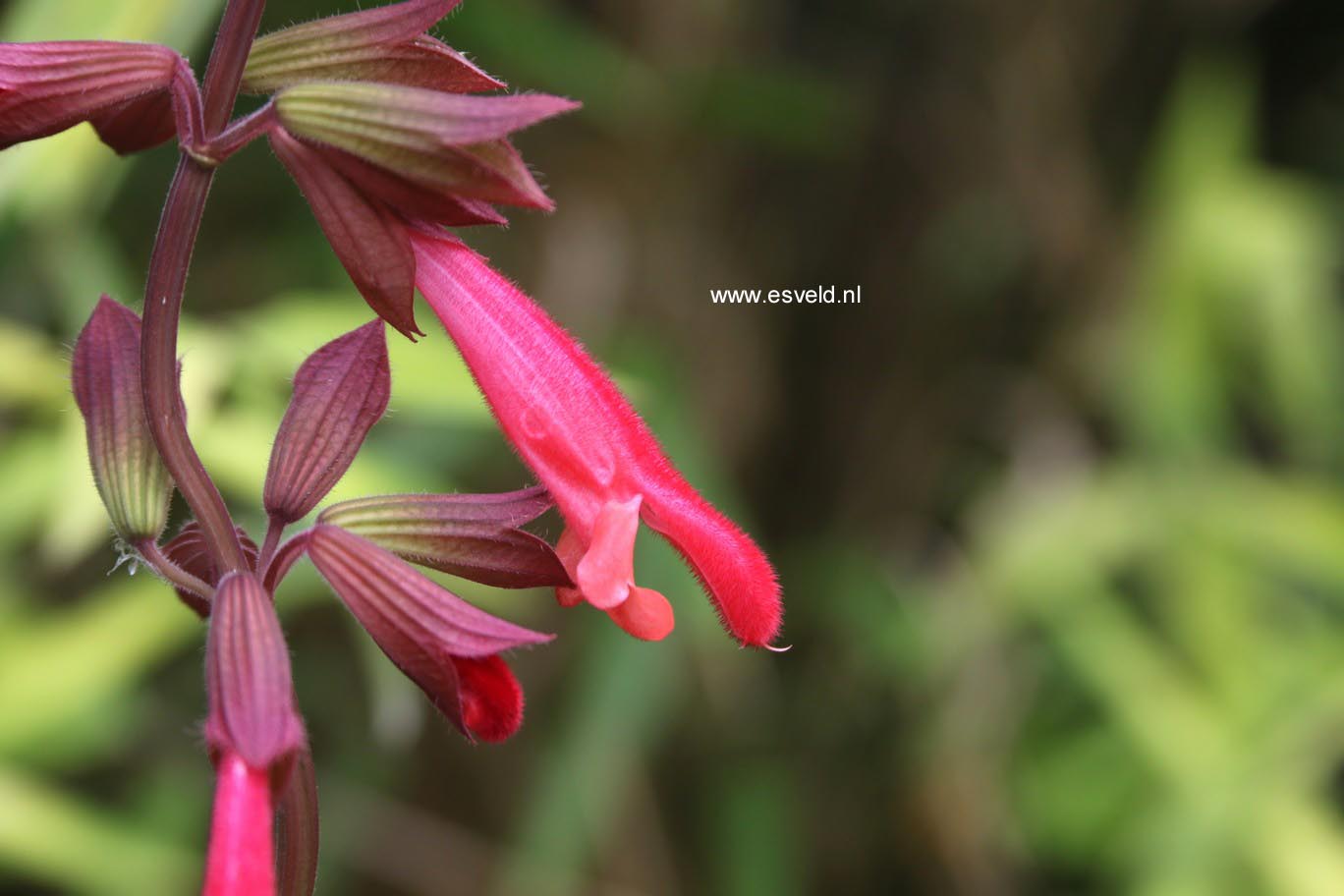 Salvia 'Ember's Wish'
