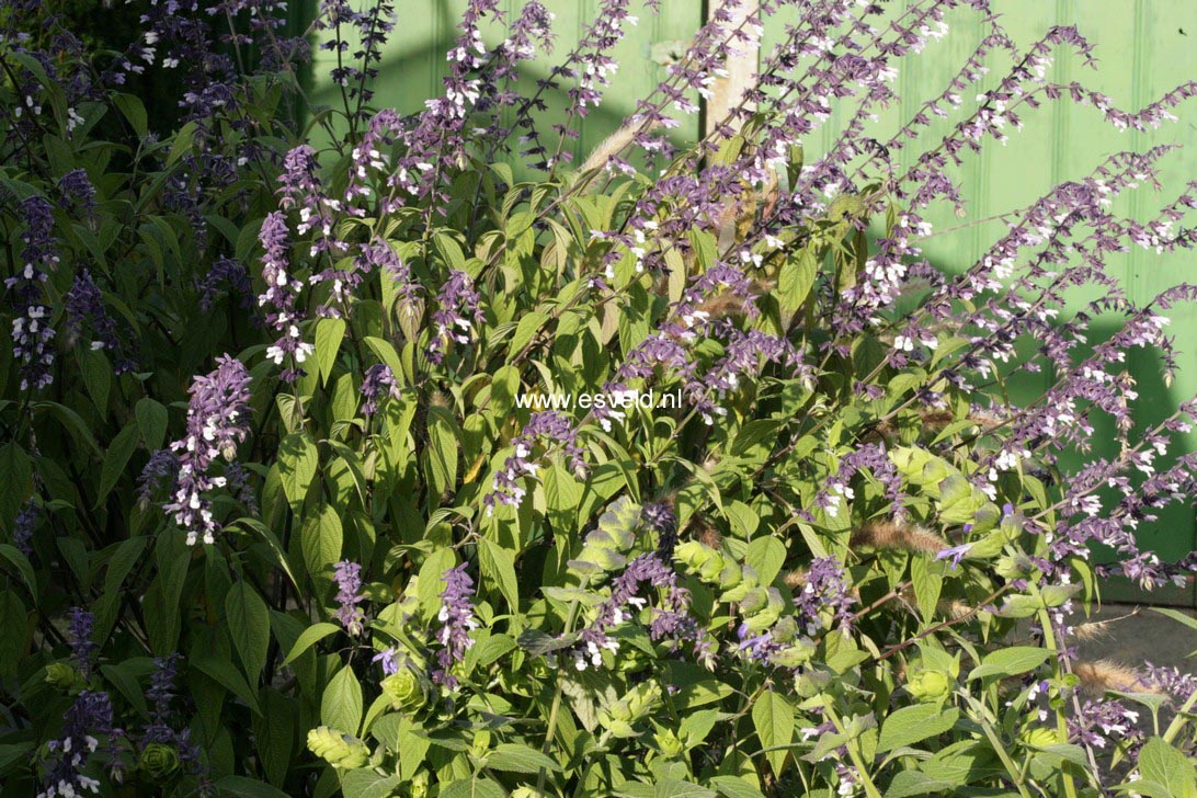 Salvia 'Phyllis Fancy' (76787)