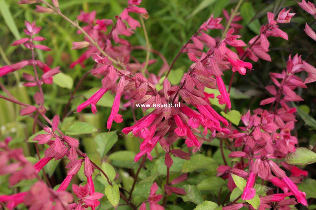Salvia 'Wendy's Wish'