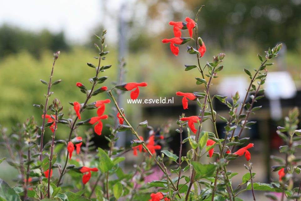 Salvia blepharophylla