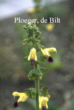 Salvia bulleyana (74830)