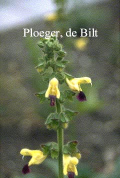 Salvia bulleyana Salvia bulleyana
