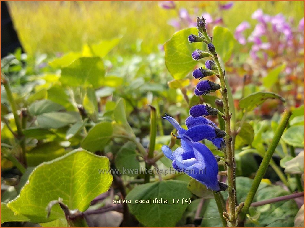 Salvia cacaliifolia (C1290)