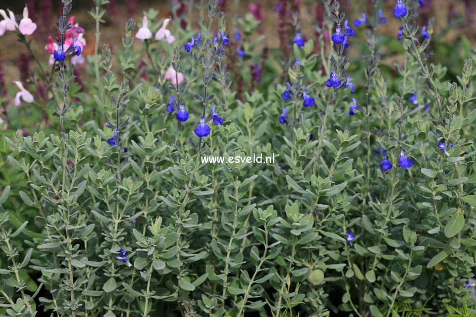 Salvia chamaedryoides var. isochroma