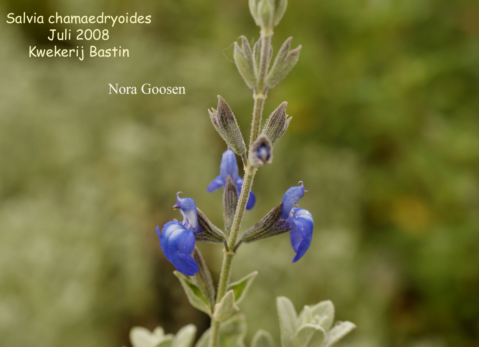 Salvia chamaedryoides