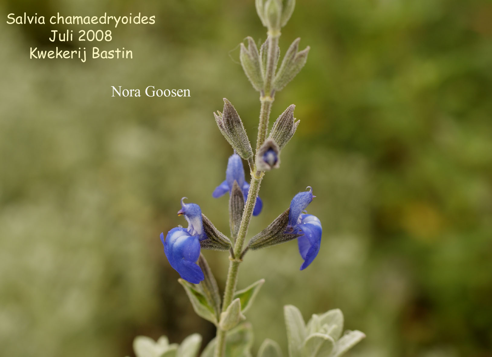 Salvia chamaedryoides (87899)