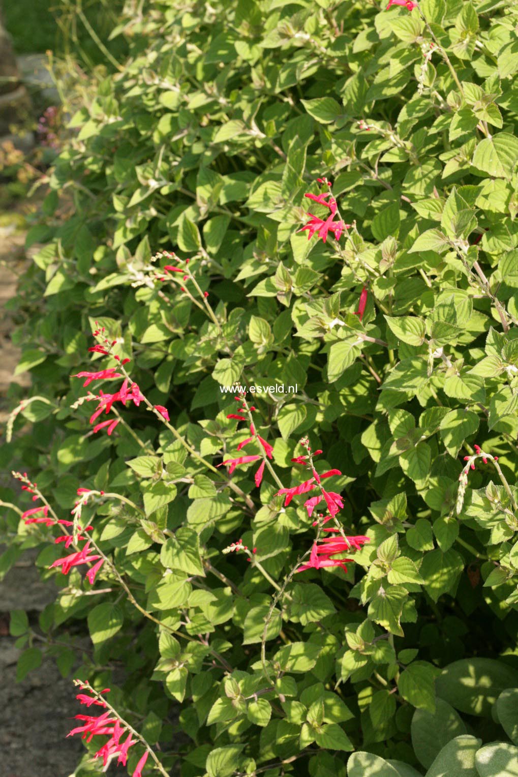 Salvia elegans