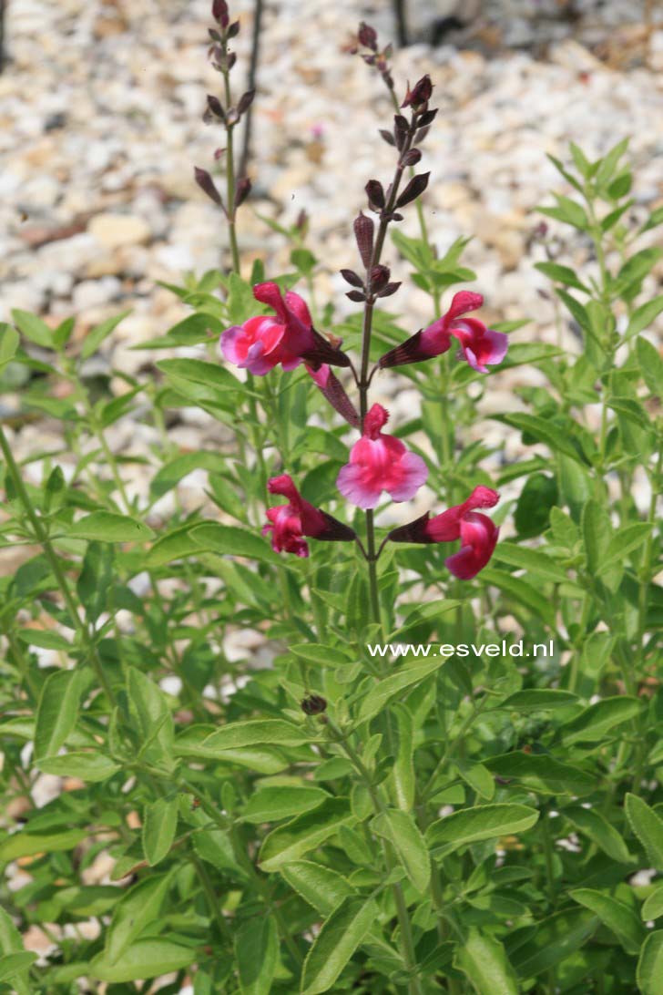 Salvia greggii 'Icing Sugar' (33278)