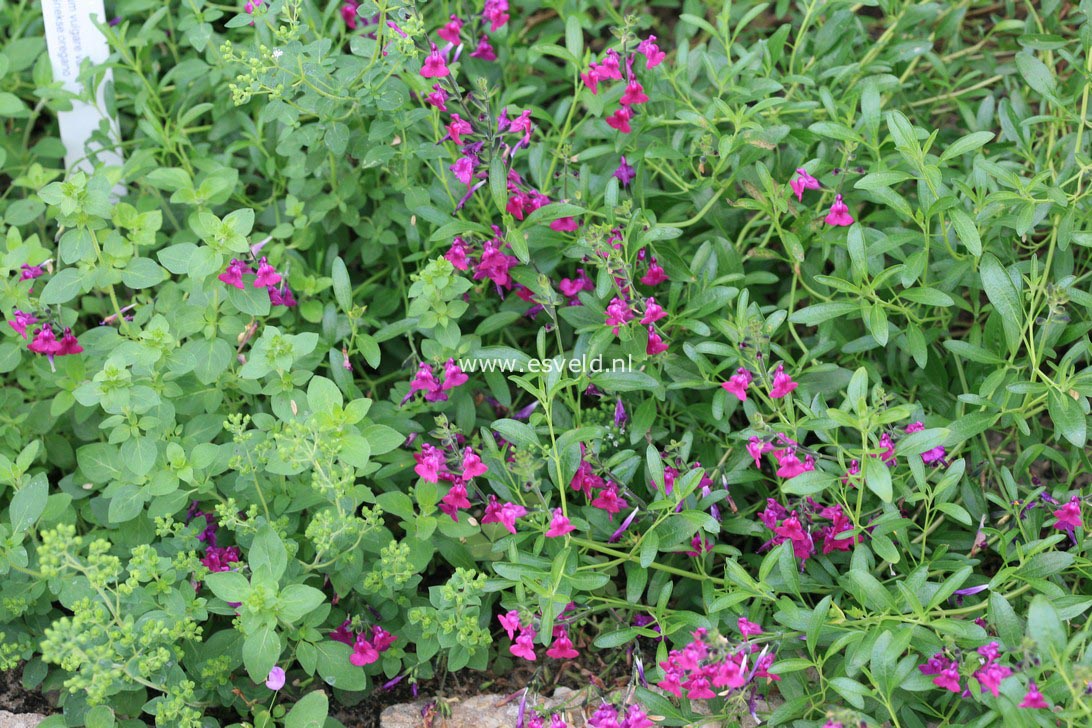 Salvia greggii 'Lycioides' (34388)