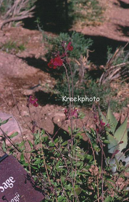 Salvia greggii (91262)